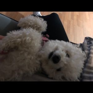 Meet your Posher, Laisha